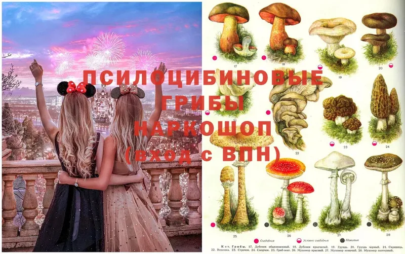 Галлюциногенные грибы Psilocybe  где купить   Сосновка 